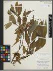 Foto von Salix alba L. x Salix fragilis L.